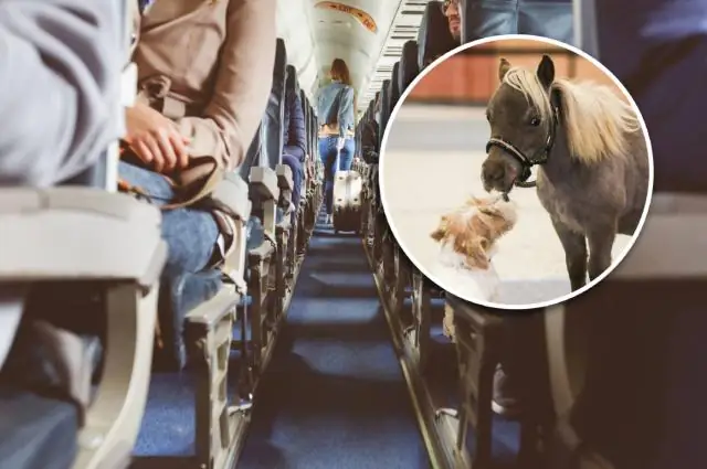 Могут ли животные с эмоциональной поддержкой прилететь на Гавайи в салоне самолета?