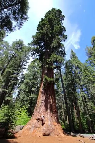 Есть ли снег на Calaveras Big Trees?