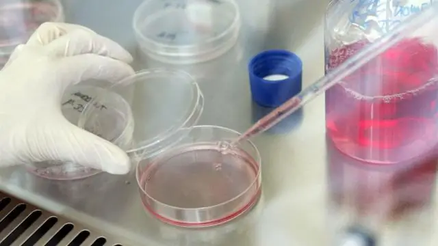 Насколько толстая кора у секвойи?