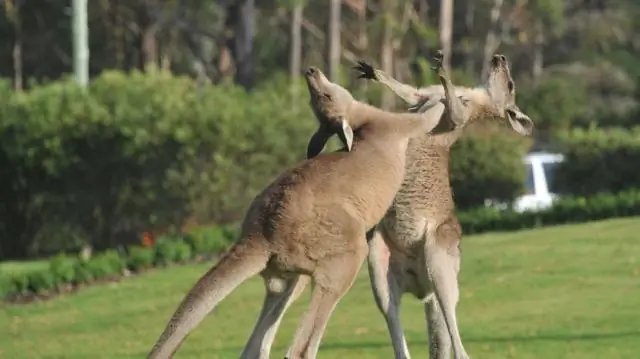 Как отпугнуть кенгуру?
