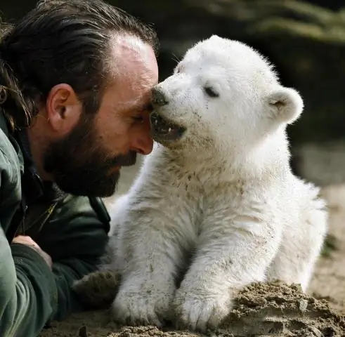 Что случилось с белым медведем Кнутом?