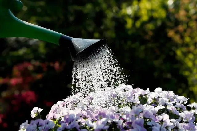 Сколько солнца нужно креп-мирту?