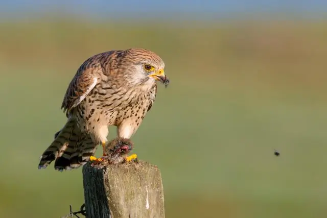 Достаточно ли большой кровати размера «queen-size» для пары?