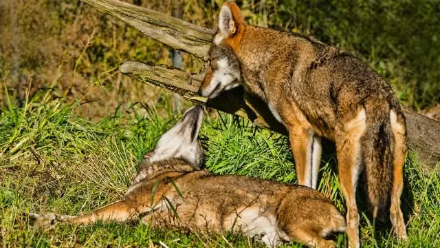 Кто лучшая таймшер-компания?