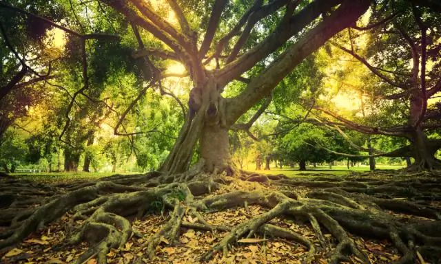 Можно ли выкопать креп мирт?