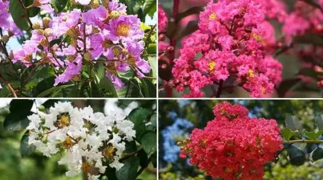 Когда должны цвести креповые мирты?