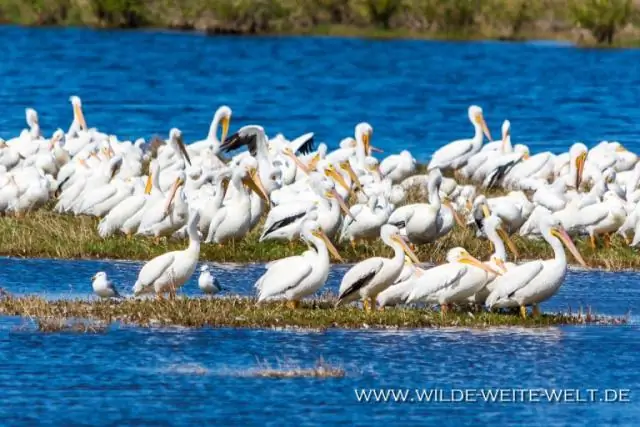 Вы умеете водить машину по национальному побережью Канаверала?