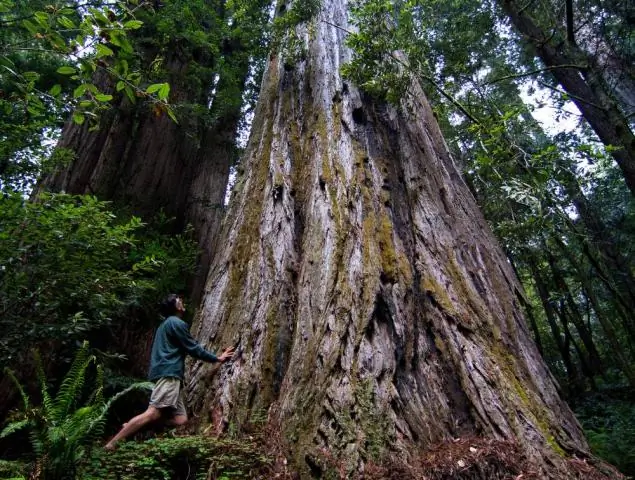 Как далеко Эврика от национального парка Редвуд?