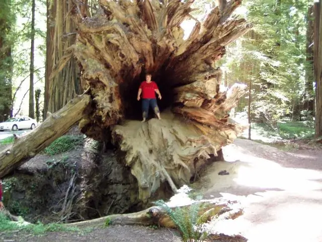 Сколько лет деревьям на Аллее гигантов?