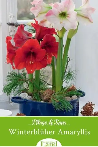 Как ухаживать за восковым миртом?