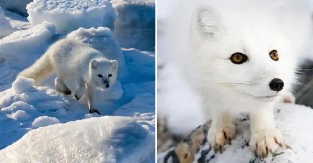 Что едят песцы?