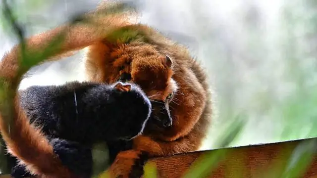 Почему голубоглазый черный лемур находится под угрозой исчезновения?