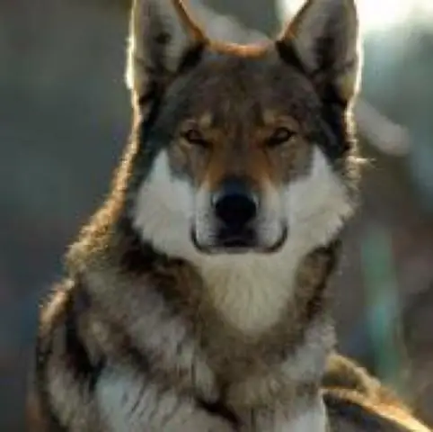 Разрешены ли собаки на БАРТ?