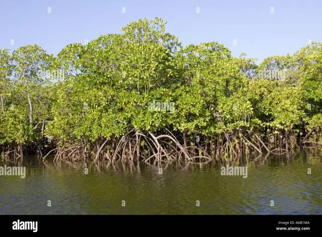 Где растут красные мангры?