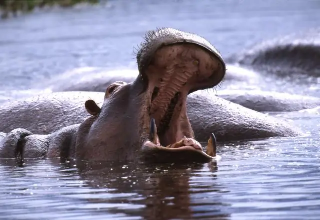 Где в Южной Африке растут баобабы?