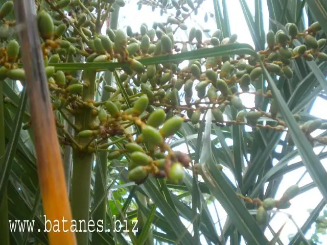 Что такое Вуявуй?