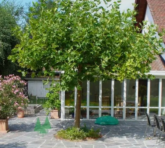 Креп-мирт хорошо затеняет деревья?