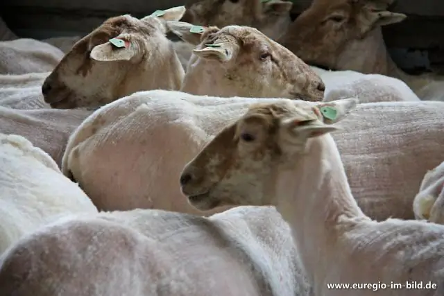 Почему зимой стригут овец?