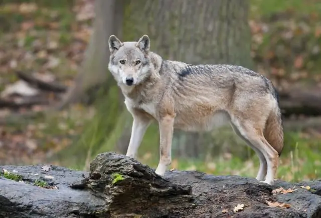 Что характерно для африканцев?