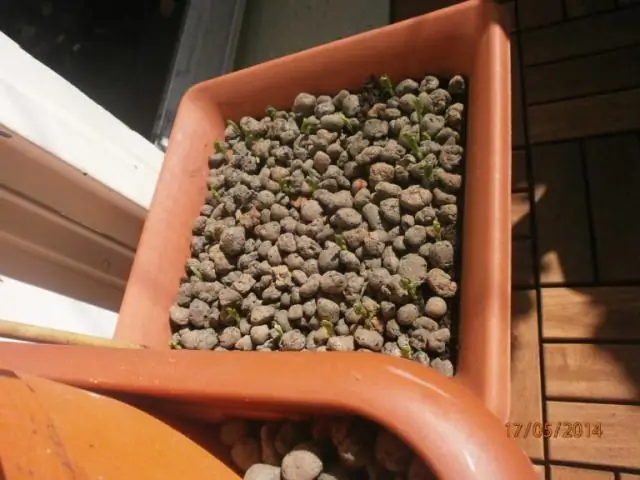 Как вы выращиваете горох Sugar Ann?