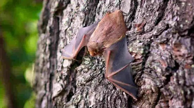 Как детеныши адаптированы к окружающей среде?