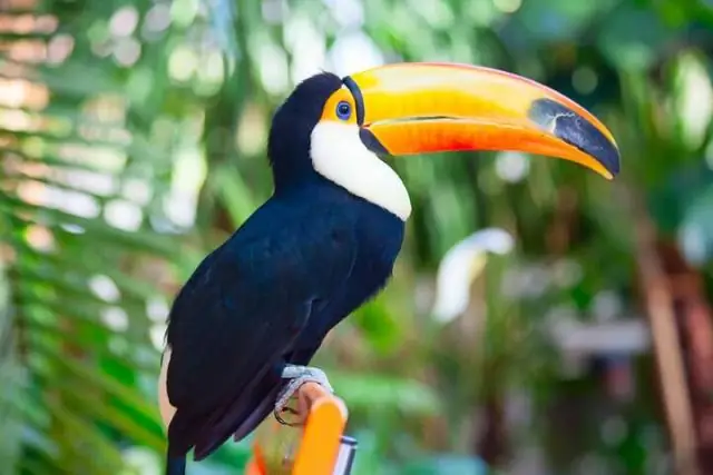 Какое животное в тропических лесах Амазонки находится под наибольшей угрозой исчезновения?