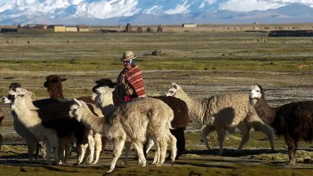 Для чего инки использовали лам?