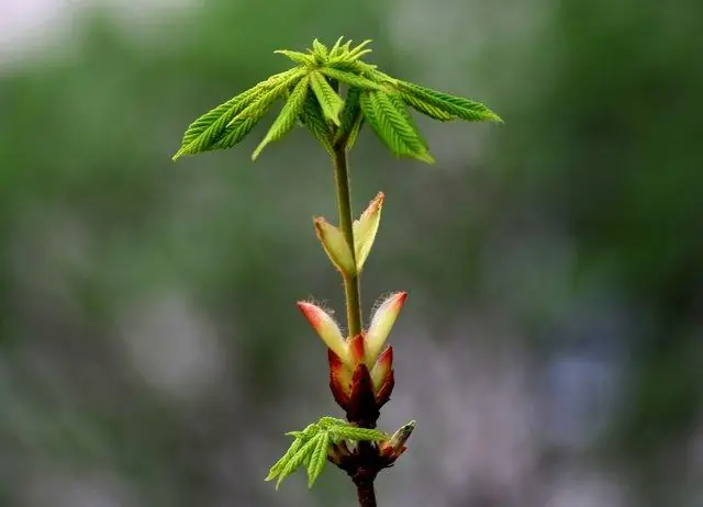 Как быстро растут восковые мирты?