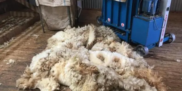 Сколько овец можно остричь за день?