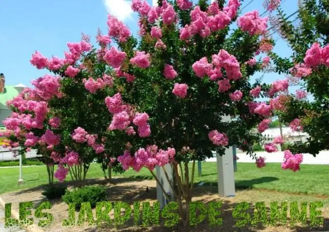 В каком возрасте цветет креп-мирт?