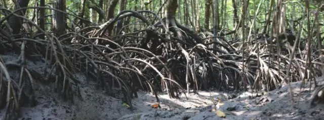 Мангры - это плохо?