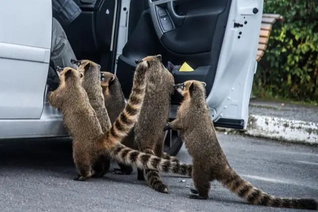 Есть ли в Гималаях медведи?