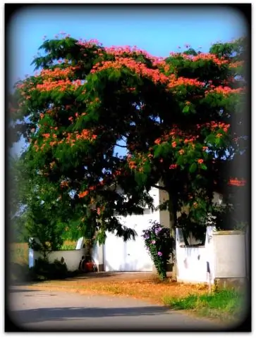 Насколько большими могут быть деревья магнолии?