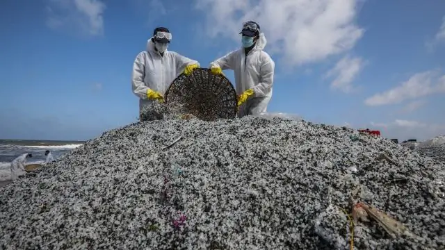 Есть ли нападения акул на Шри-Ланке?