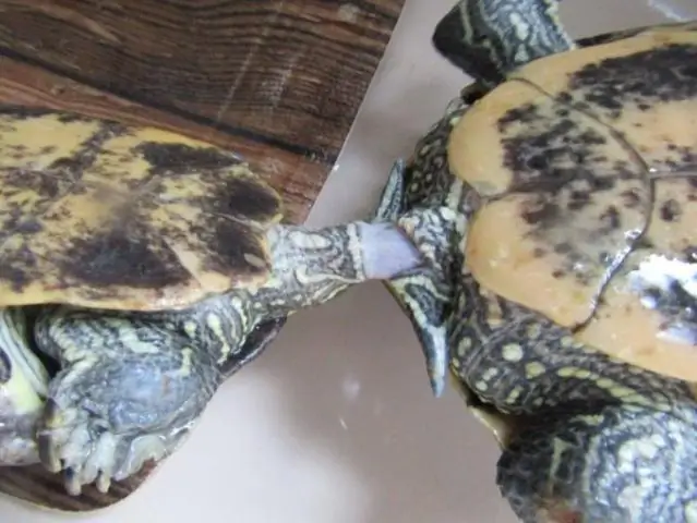 Можно ли отделить двухъярусную кровать?