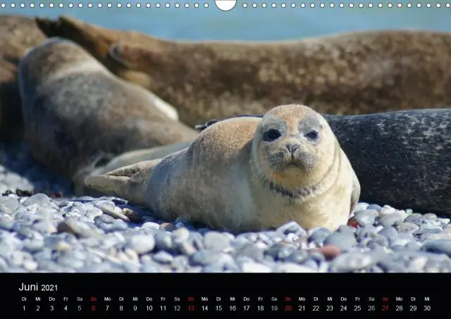 Где живут белые тюлени?