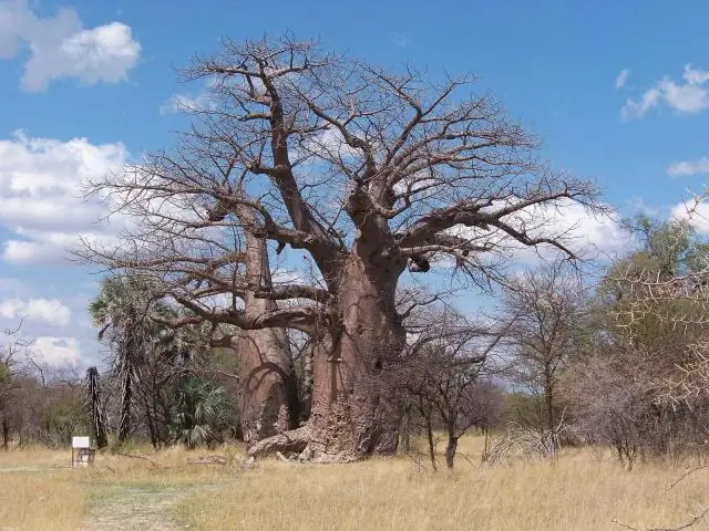 Какие деревья растут в Азии?