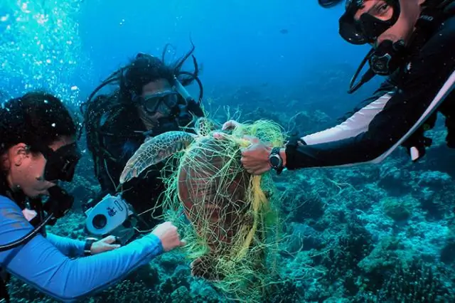 Что фламинго делают для окружающей среды?