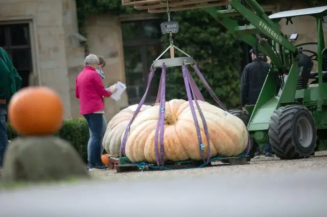 Что делает тыкву тыквой?