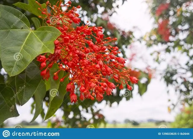 Огненные деревья Иллаварры лиственные?