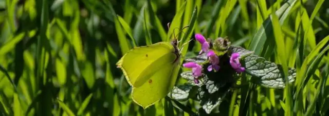 Какой антифриз используется для утепления?