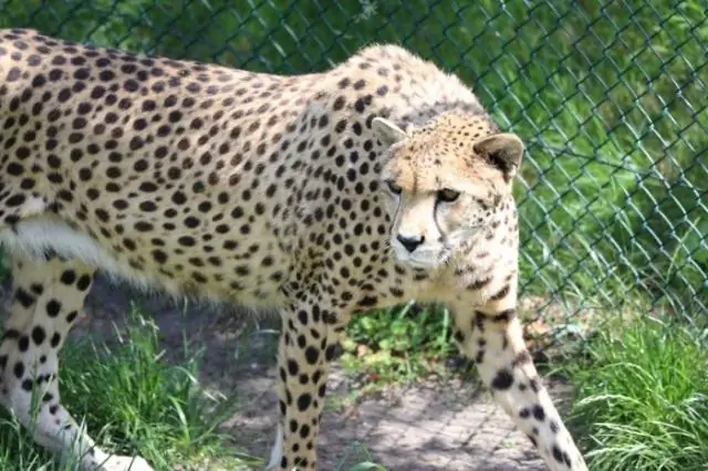 Какие наземные животные самые быстрые в мире?