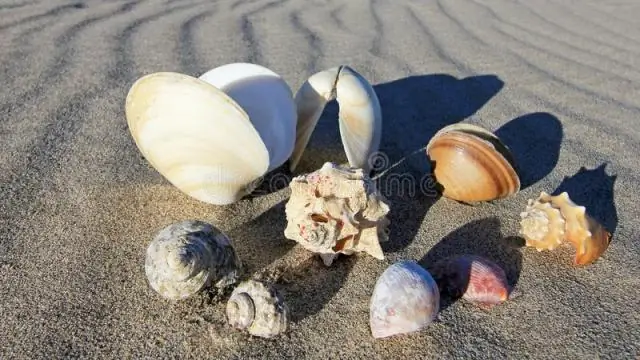 Где в Калифорнии найти ракушки?