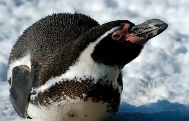 Находится ли под угрозой исчезновения дух-медведь?