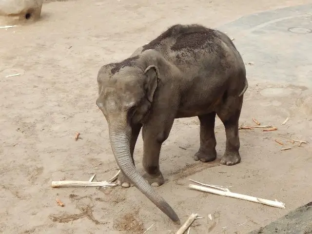 Опасны ли древесные кенгуру?