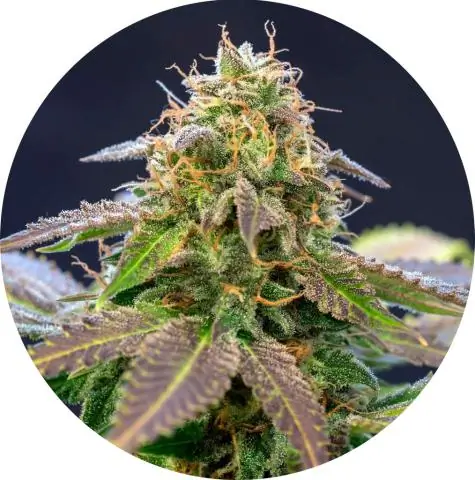 Что вырастил Куш?