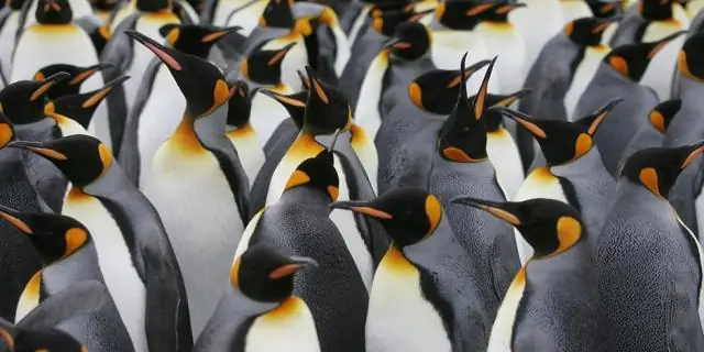 Где обитают императорские пингвины?