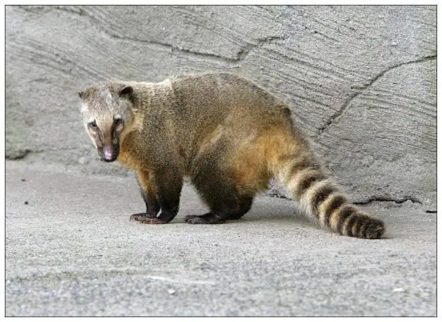 Как мне получить лицензию на частную аренду в Ливерпуле?