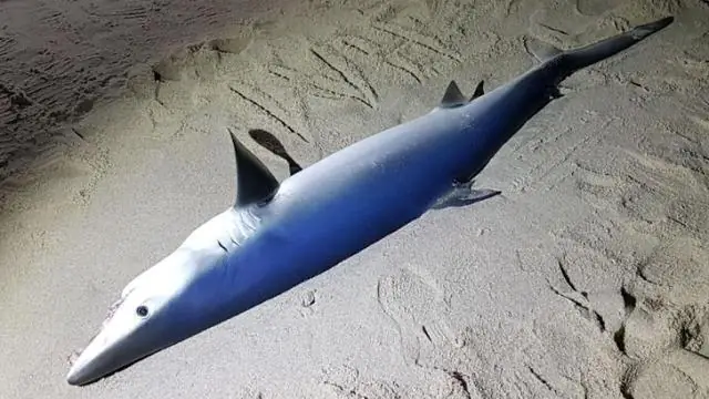 Где вода, наиболее кишащая акулами?