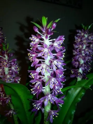 Что такое цветок государства?